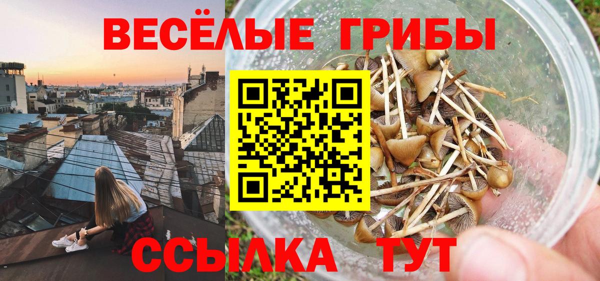 Нижнекамск  Псилоцибиновые грибы MAGIC MUSHROOMS  Псилоцибиновые грибы GOLDEN TEACHER  Вход с VPN 